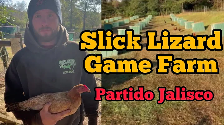Sweater, Aseel, Yellow Leg, Slick Lizard Game Farm...