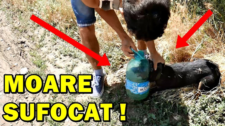 AM SALVAT UN CÂINE DE LA O MOARTE SIGURĂ ! #protejaținatura