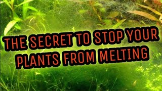 Why Aquarium Plants Melt, Die & How to Easily Prevent or Stop it! Prevent Submerged Plants Melting.