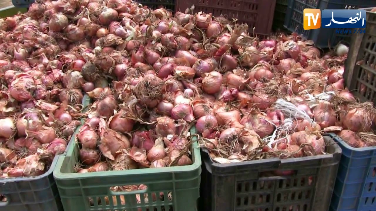 الطارف: تحقيق وفرة في إنتاج البصل.. والفلاحون يطالبون بتوفير إمكانيات التخزين