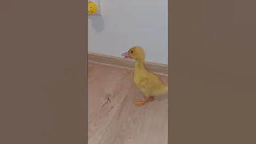 Cute Duckling Sounds 