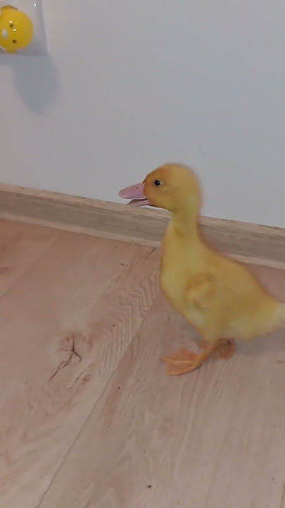 Cute Duckling Sounds 🔴🔔