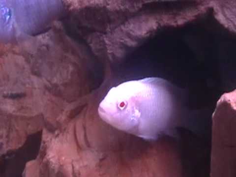 underwater! malawi,victoria cichlids tilapia, and albino cichlid - YouTube
