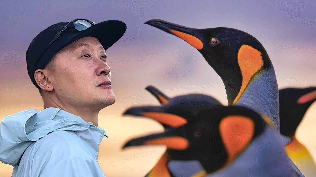 6년 만에 다시 만난 킹펭귄 | 남극해 포클랜드 기항기 | 남미 일주 크루즈 [12]