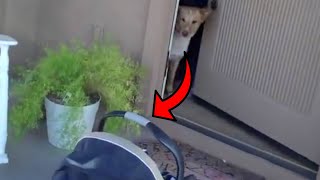 Cutest Little Baby Found On A Doorstep by HRT Knowable 318 views 5 months ago 1 minute, 5 seconds