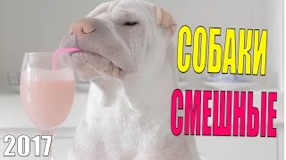 Лучшие приколы СОБАКИ 2017 | Смешные видео | Фэйлы | Funny | Epic fails Лучшие приколы СОБАКИ 2017 | Смешные видео | Фэйлы | Funny | Epic fails