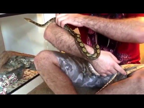 How to handle an aggressive reticulated Python.  big snakes!