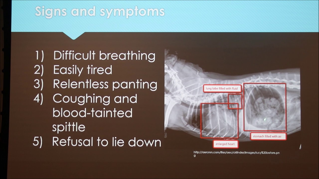 What Causes Edema In Dogs