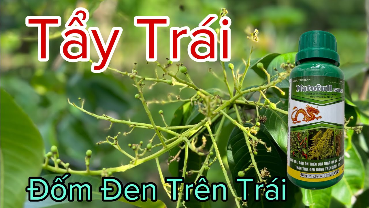 Tẩy Trái Giúp Sáng Trái - Sạch Trái | Kích Bông Xoài