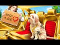 DOG WAS ADOPTED BY BILLIONAIRE FAMILY || I’M PRINCESS IN ROYAL FAMILY || RICH VS POOR FAMILY