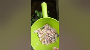 thử nghiệm cho rắn ri voi, ăn thịt cá phi