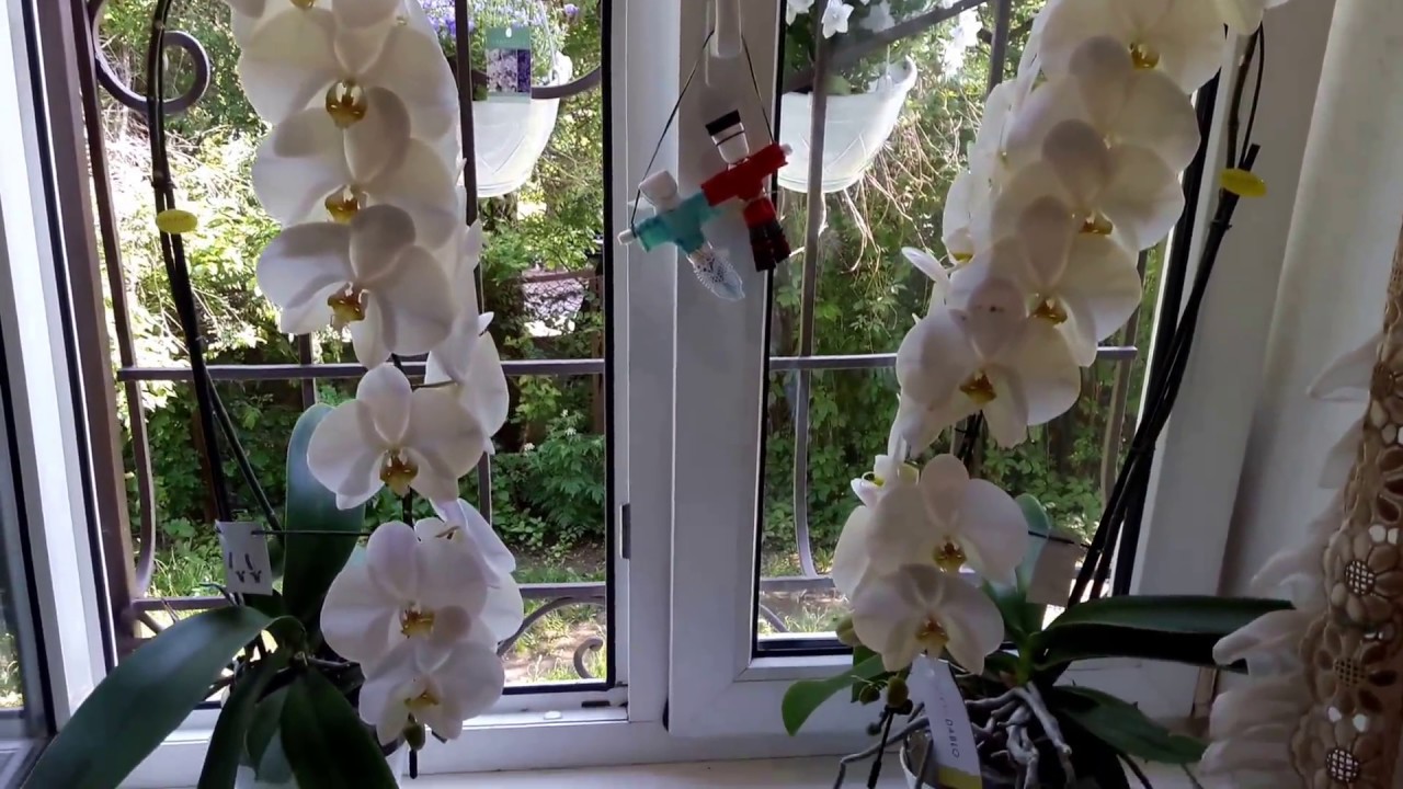 Одна из самых популярных орхидей