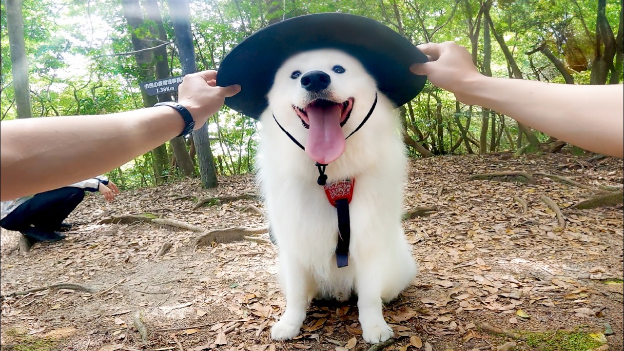 初めての登山に苦戦するママをとびっきりの可愛さと人一倍の優しさで頂上まで先導してくれる犬が尊すぎました…