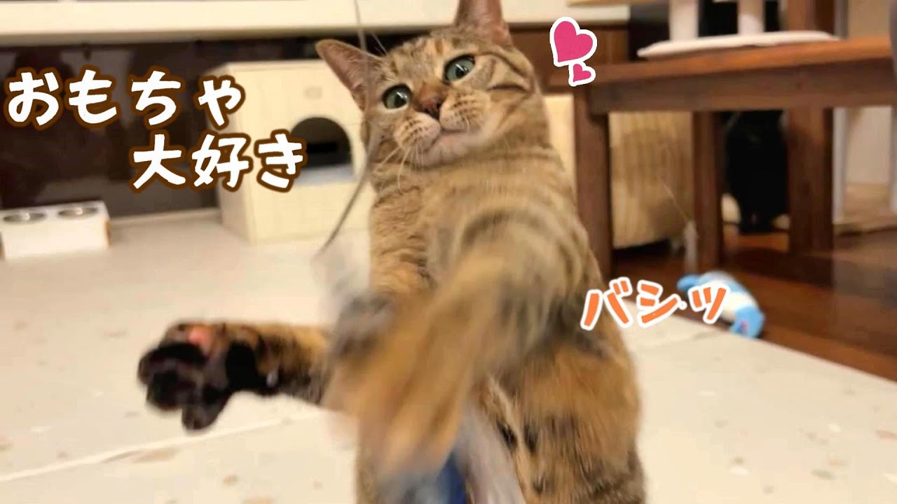 This is what a holiday with five dogs and cats is like - YouTube