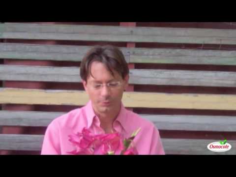 Video: Crinum Lilies - Tips för skötsel av Crinum-växten