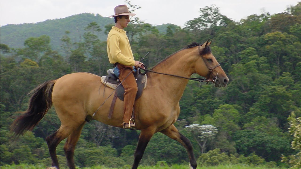 Como aprender o jogo mental observando o meu cavalo - Cavalus