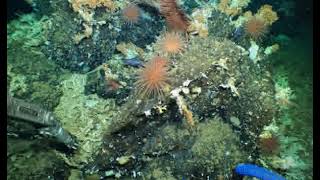 Scientists discover pristine deep-sea coral reefs in the Galápagos Marine Reserve
