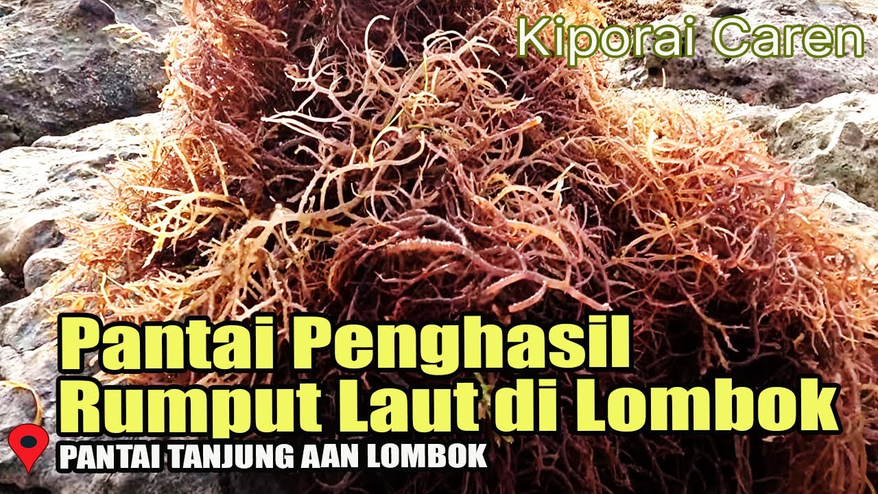Traveling ke Pantai Penghasil Rumput Laut di Lombok Pantai Aan Ujung Timur #wisatalombok #rumputlaut