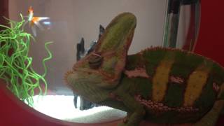 Chameleon hates fish by Thiago Oliveira 23,099 views 9 years ago 1 minute, 15 seconds