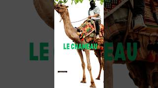 Description du chameau : Expression écrite en français - 5ème année primaire. #السنة_الخامسة