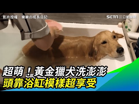 超萌！黃金獵犬洗澎澎　頭靠浴缸模樣超享受｜三立新聞網 SETN.com