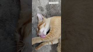 OYE #cats #shortsfeed #viralvideo