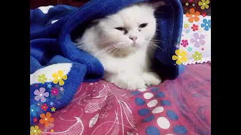 Watch the video about Persian cats/my curie/persian cat sound/beautiful cats/cat sound/music/vm/lyrics
