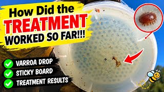 Fall mite treatment early results!!!