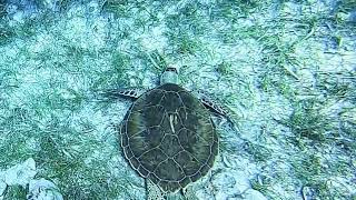 Belize April 2026 Sea Turtle