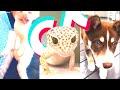 Cute Animals Tik Tok Compilation 2019