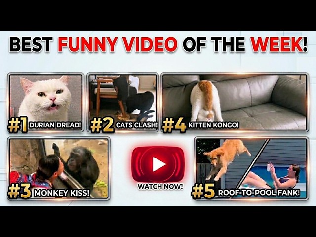 Best Funny videos of the weeks - Part 2 😂😂