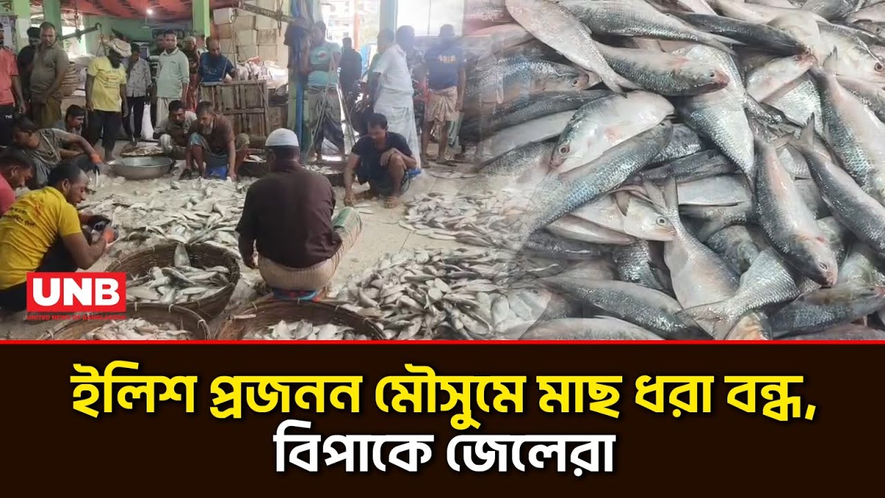 কুয়াকাটায় ইলিশ ধরায় নিষেধাজ্ঞা, দিশেহারা জেলেরা | Fishing Ban | Hilsa Fish | UNB
