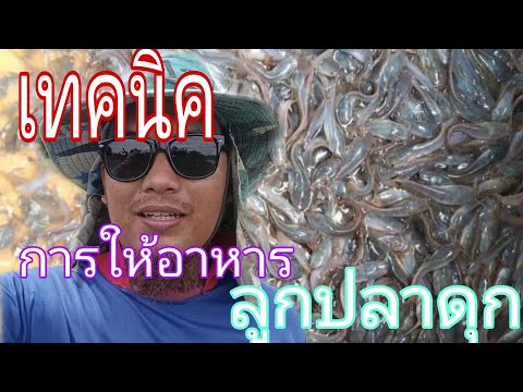 การเลี้ยงปลาดุก/เทคนิคการให้อาหารลูกปลาดุกที่เพิ่งลง