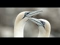 Cape St. Mary's Ecological Reserve Quiz