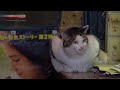 Tokyo: Shinjuku Never Sleeps - A Cat's-Eye View of Japan