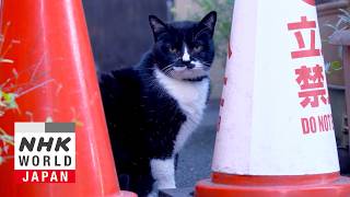 Tokyo: Shinjuku Never Sleeps - A Cat's-Eye View of Japan