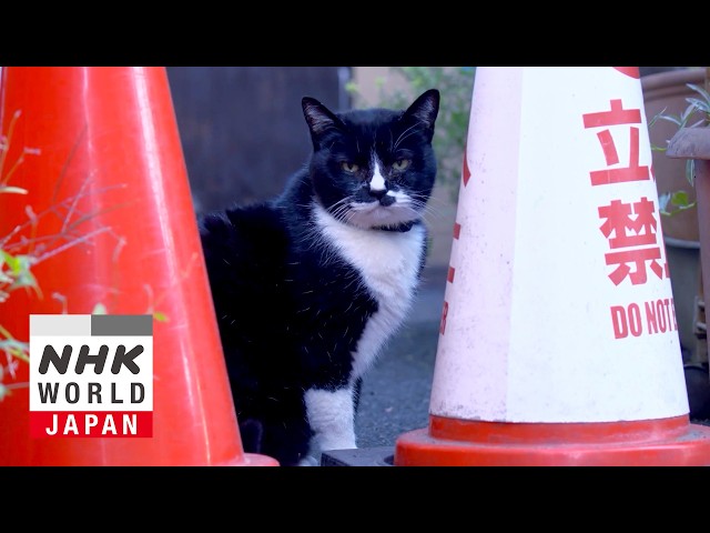 4 Cats Living 1389f] Midnight in Hell Nyago - YouTube