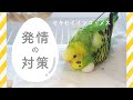 【セキセイインコ・メス】の発情対策いろいろ |  産卵・抱卵の様子