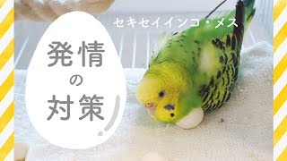 【セキセイインコ・メス】の発情対策いろいろ |  産卵・抱卵の様子