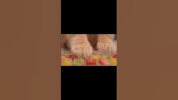 Cat Typing on Glass Keyboard AI ASMR for Sleep & Relaxation |  #asmr