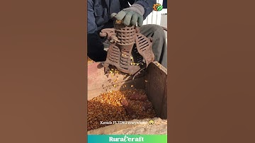 This ANCIENT Machine Eats Corn Like CRAZY! Faster Than Electric?! 🤯 #farming #satisfying #viral