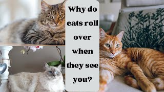 Why Do Cats Roll Over When They See You?