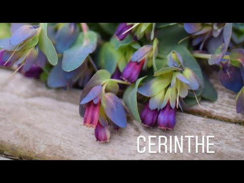 Vídeo: Cultivando Cerinthe Plants - Informações sobre Cerinthe Plant Care