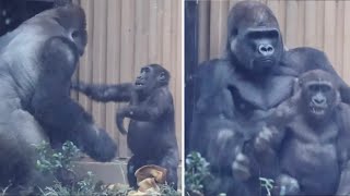 Gorilla⭐️Let's play! Kintaro kicked his father's belly with both feet like a spoiled child【Momotaro】