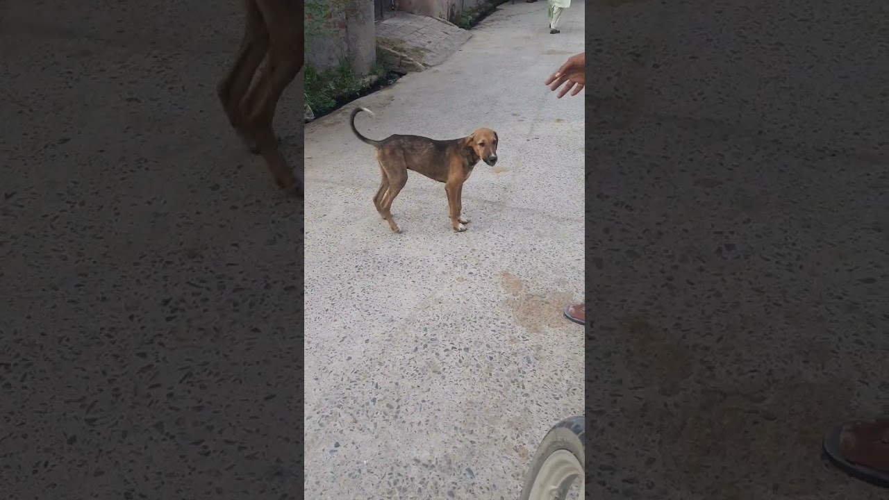 street dog funny pets, enjoy dog animal shorts, loving caring cute dogs rural lifestyle puppy pet