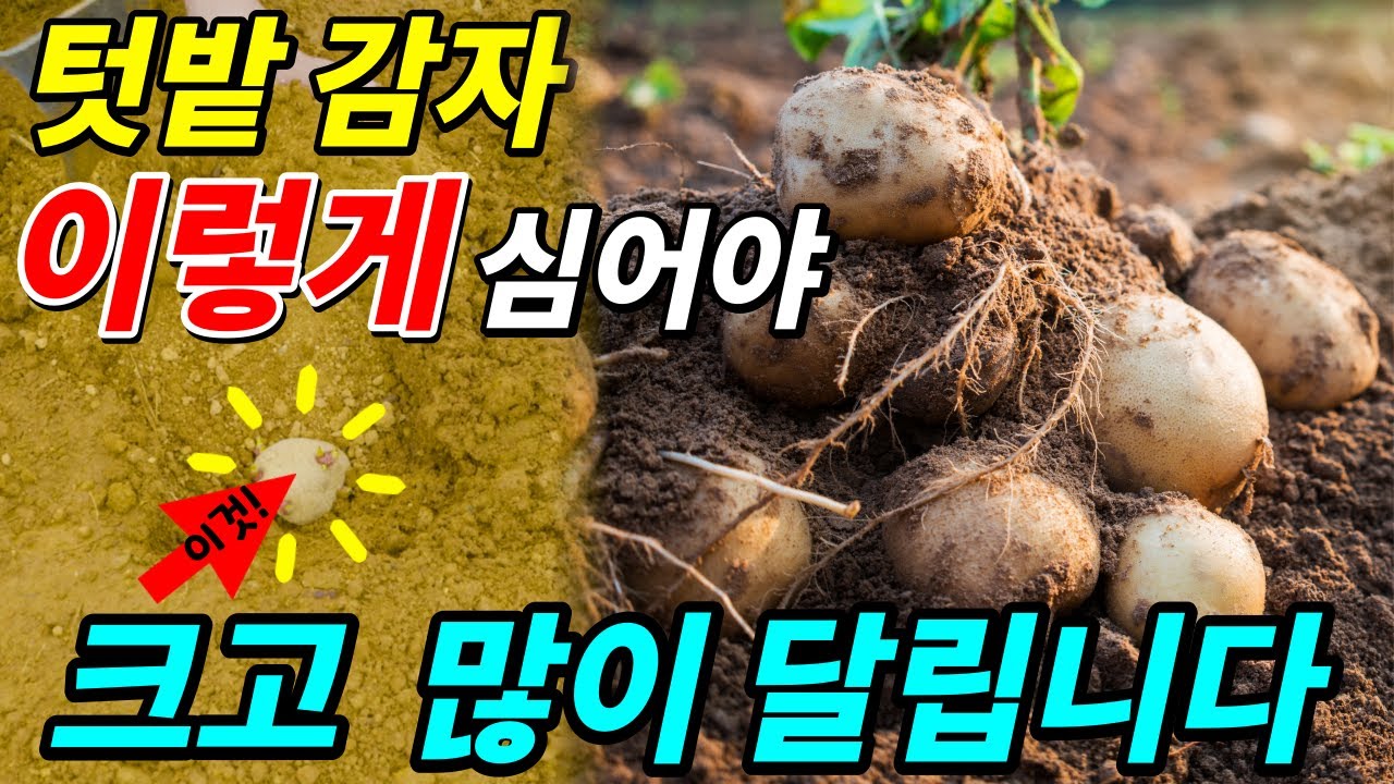 감자 이렇게 심으면 10평 텃밭이 100평이 됩니다 [감자 다수확, 감자 알 크기] - YouTube