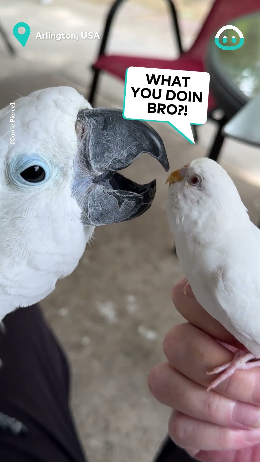 Cockatoo Uses Tongue To Meet Little Parrot || ViralHog