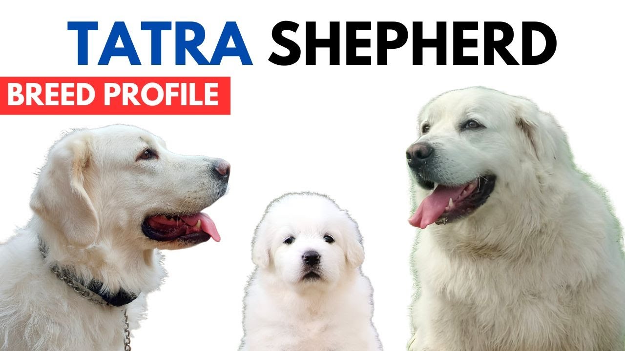 Tatra Shepherd Breed Profile History - Price - Traits - Tatra Shepherd Grooming Needs - Lifespan