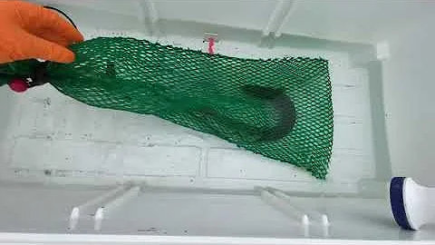 恐れ邪 な鰻と 虐に泥
