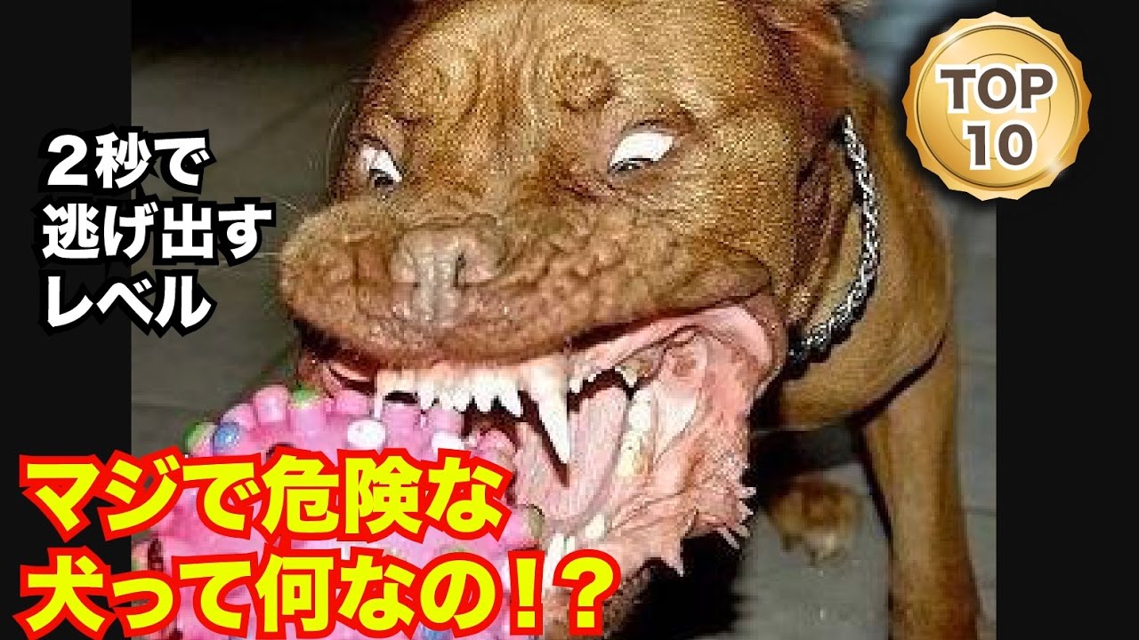 衝撃 最も凶暴な犬top10 噛み付かれたら絶対絶命 Youtube